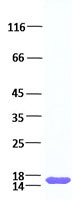 FGF1 (NM_000800) Human Recombinant Protein人重組蛋白  TP750001