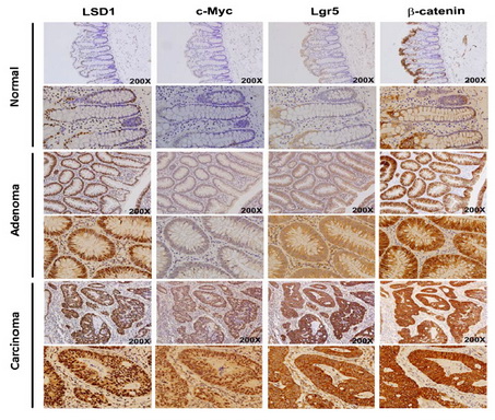 LGR5 Mouse Monoclonal Antibody