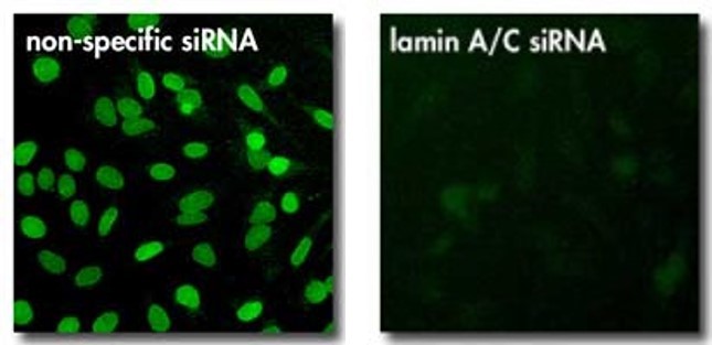 olyplus jetPRIME transfection reagent（101000046）圖七.jpg