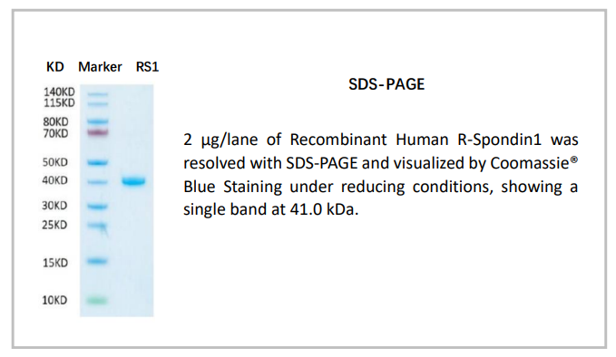 OrganRegen-Recombinant Human R-spondin1（861-RS1）.png