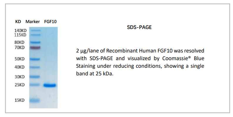 OrganRegen-Recombinant Human FGF10（816-FGF）.png