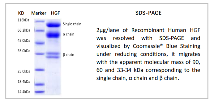 OrganRegen-Recombinant Human HGF（871-HGF）.png