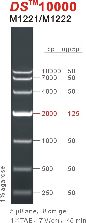 DNA Marker DS10000（M1221-M1222）.jpg