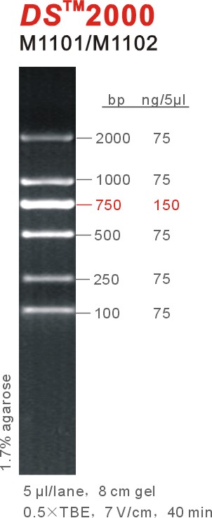 DNA Marker DS2000（M1101-M1102）.jpg