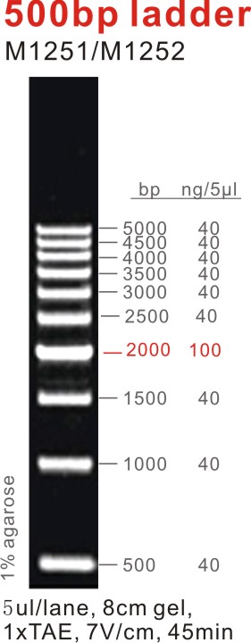 DNA Marker 500bp ladder（M1251-M1252）.jpg