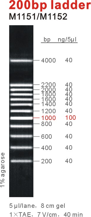DNA Marker 200bp ladder(M1151-M1152).jpg