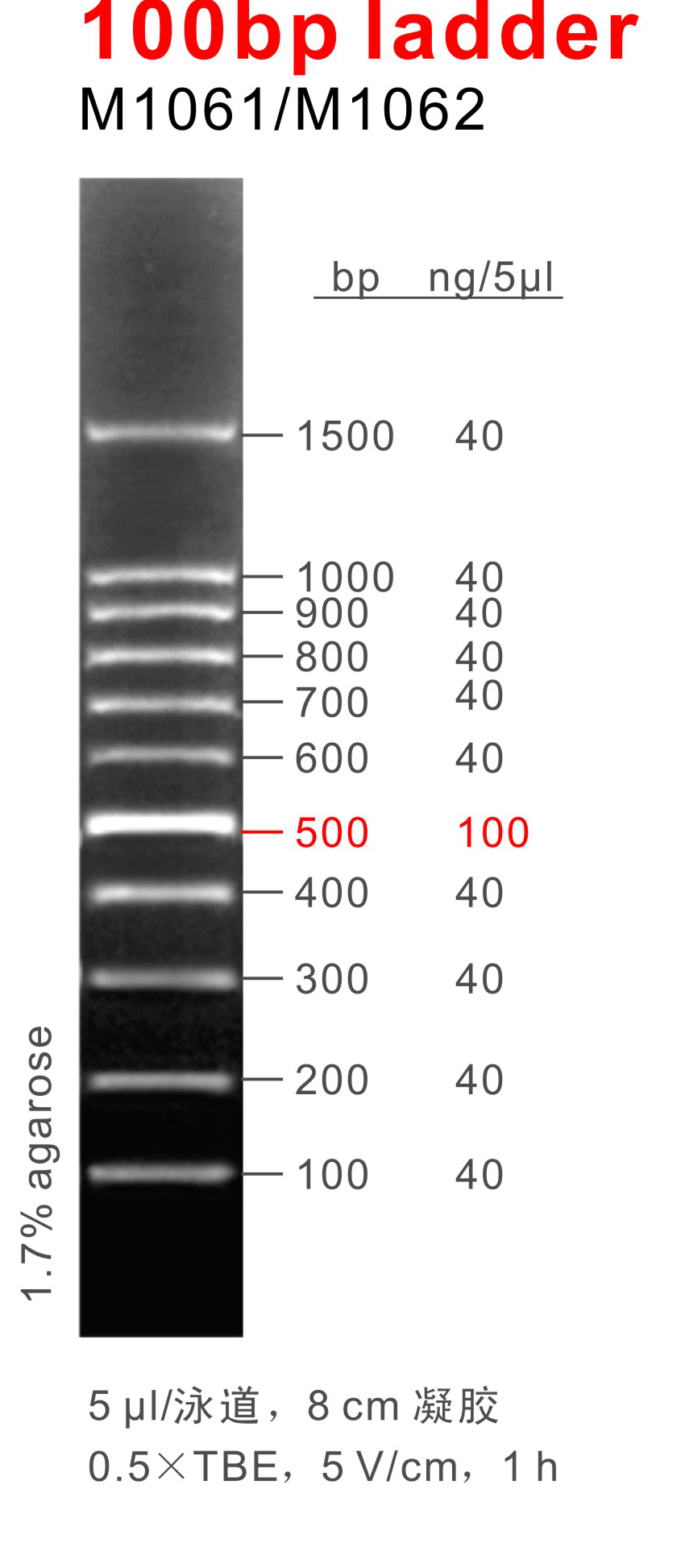 DNA Marker 100bp ladder（M1061-M1062）.png