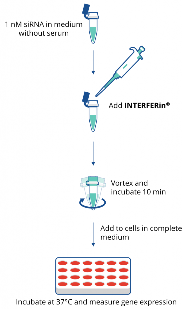 Polyplus siRNA miRNA轉(zhuǎn)染試劑INTERFERin?(101000028) 圖八.png