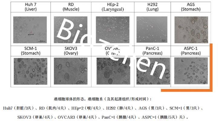 B-P-00003   Biozellen?3D類器官培養(yǎng)基質(zhì)膠套裝 二.png