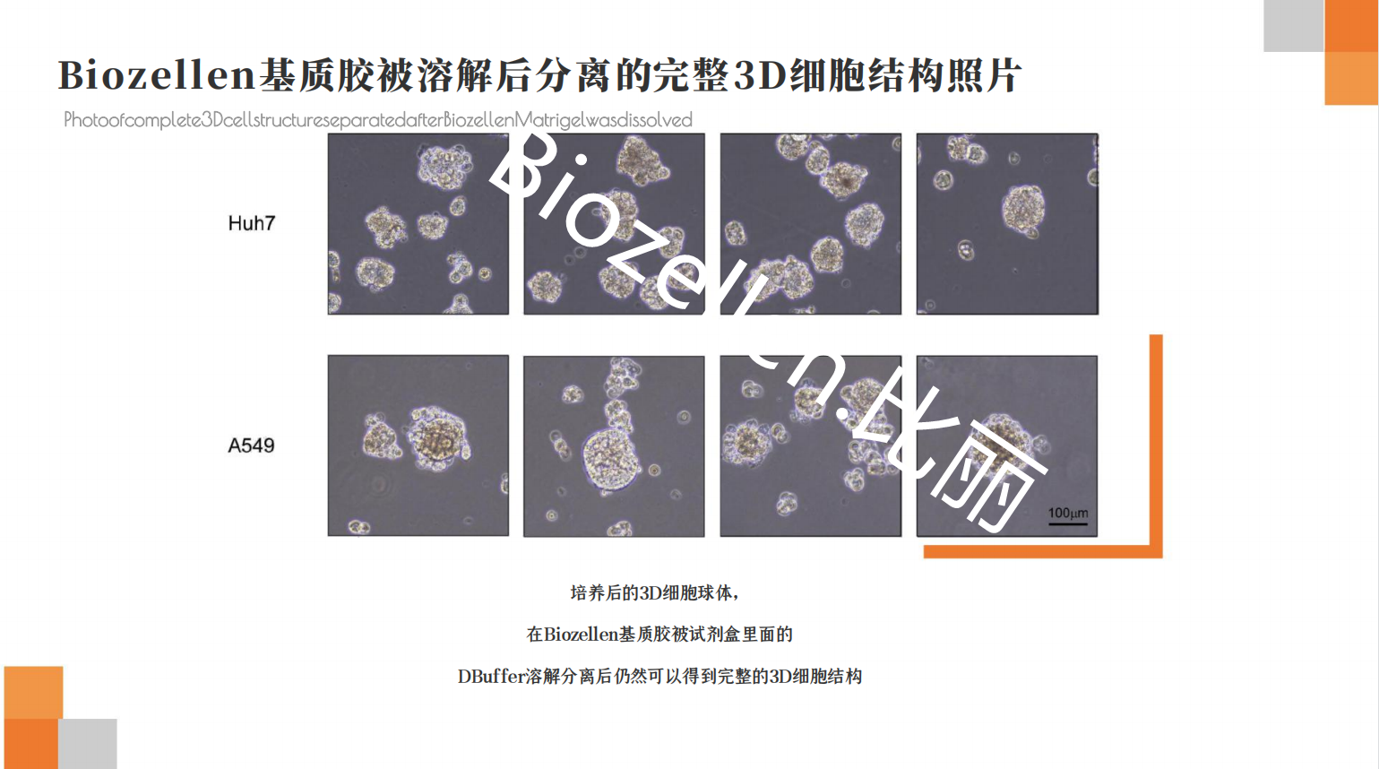 B-P-00003   Biozellen?3D類器官培養(yǎng)基質(zhì)膠套裝 三.png