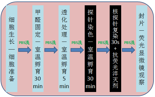 鬼筆環(huán)肽及偶聯(lián)物（Phalloidin and Phalloidin Conjugates）產(chǎn)品專(zhuān)題 圖2.png