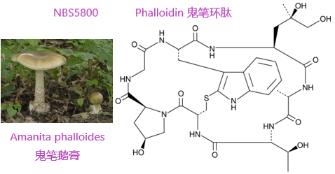 鬼筆環(huán)肽及偶聯(lián)物（Phalloidin and Phalloidin Conjugates）產(chǎn)品專(zhuān)題.png